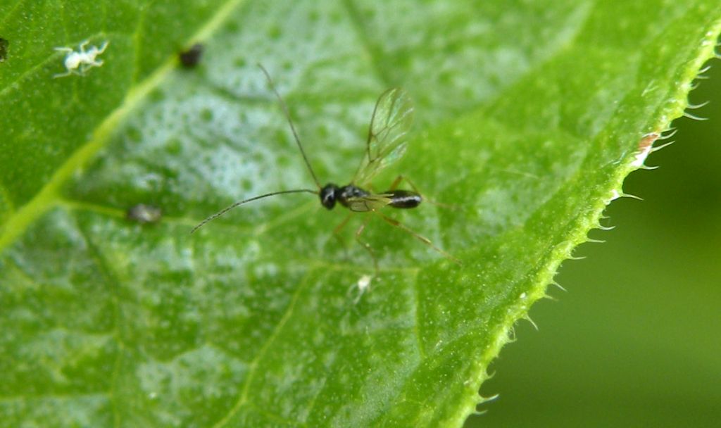 Braconidae Alysiinae Dacnusii... ?